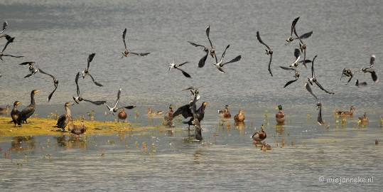 DSC_4219 Aan en afvliegen van de vogels