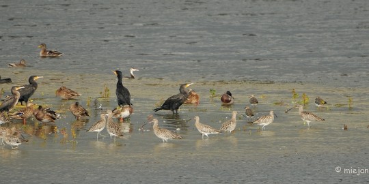 DSC_4391 Prachtig om eens een uurtje naar te kijken