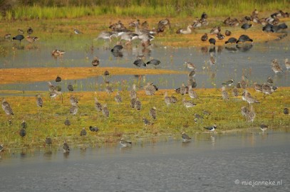 DSC_4399 Zelfs een reiger kwam kijken maar vond het erg druk dus vertrok ook weer.