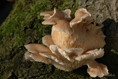 DSC_3339 Veluwe