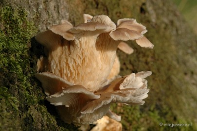 DSC_3340 Veluwe