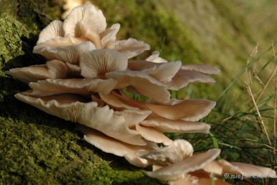 DSC_3342 Veluwe