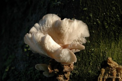 DSC_3344 Veluwe