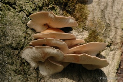 DSC_3346 Veluwe