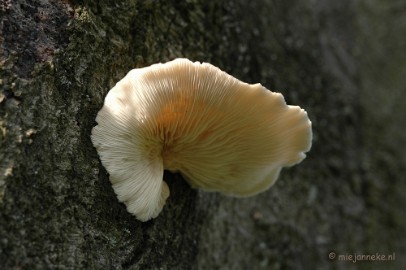DSC_3348 Veluwe