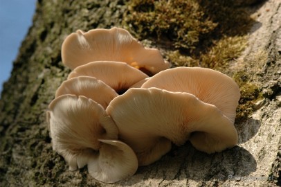 DSC_3350 Veluwe