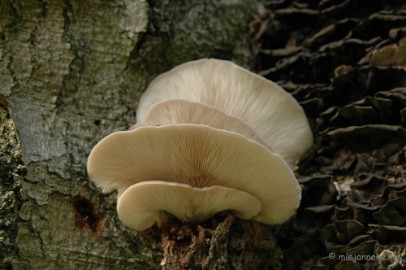 DSC_3353 Veluwe