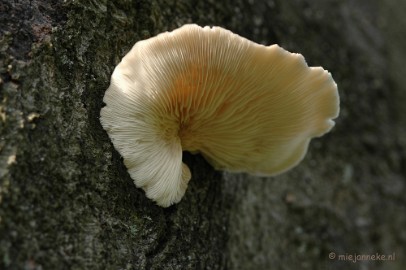 DSC_3355 Veluwe
