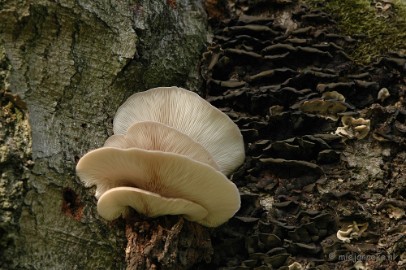 DSC_3358 Veluwe