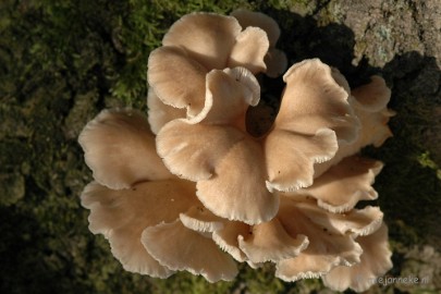 DSC_3362 Veluwe