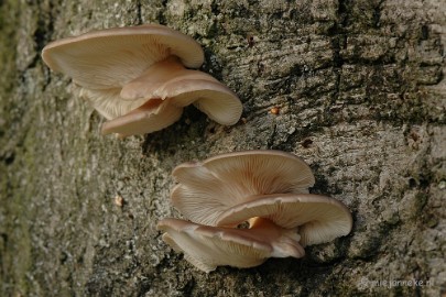 DSC_3365 Veluwe