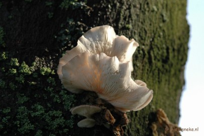 DSC_3367 Veluwe