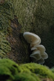 DSC_3369 Veluwe