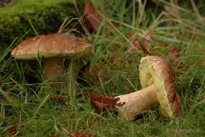 DSC_3376 Veluwe