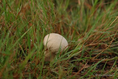 DSC_3422 Veluwe