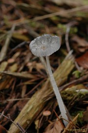 DSC_3439 Veluwe