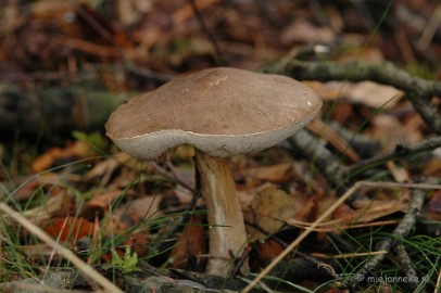 DSC_3447 Veluwe