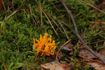 DSC_3456 Veluwe