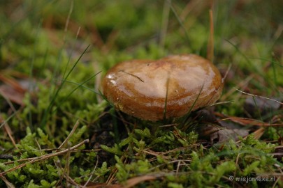 DSC_3472 Veluwe