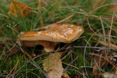 DSC_3473 Veluwe
