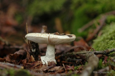 DSC_3489 Veluwe