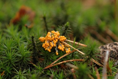 DSC_3502 Veluwe