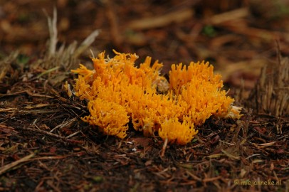 DSC_3531 Veluwe