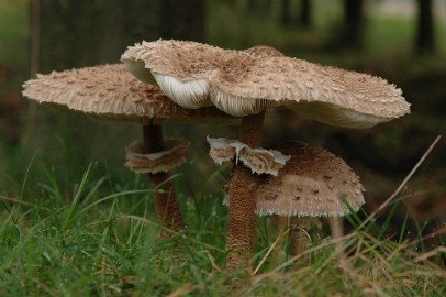 DSC_3607 Veluwe