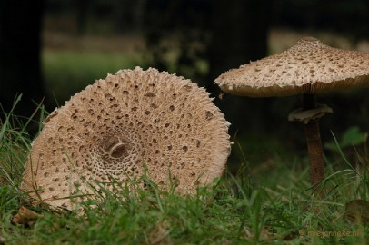 DSC_3615 Veluwe