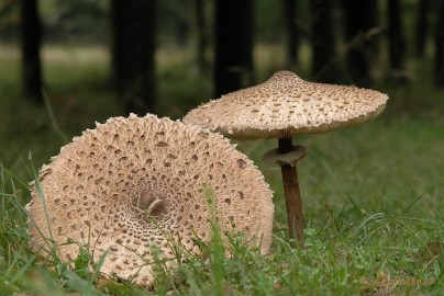 DSC_3616 Veluwe