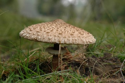 DSC_3624 Veluwe