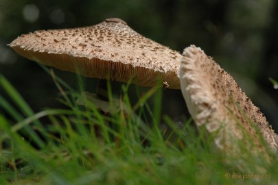 DSC_3627 Veluwe