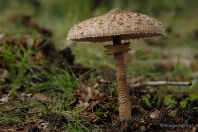 DSC_3630 Veluwe