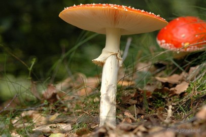 DSC_3633 Veluwe