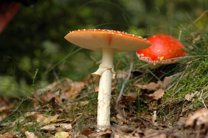 DSC_3636 Veluwe