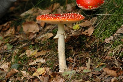 DSC_3637 Veluwe