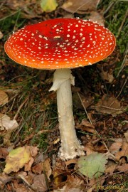 DSC_3643 Veluwe
