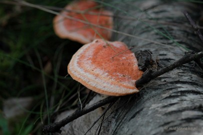 DSC_3667 Veluwe