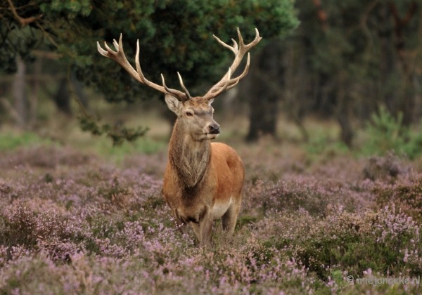 De Veluwe bronstijd 1 September