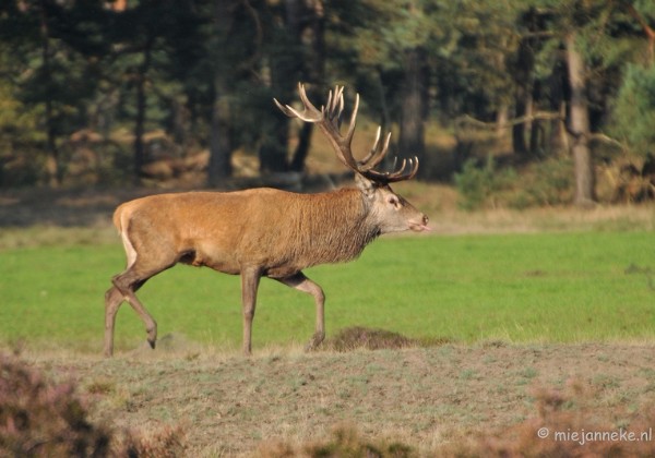 De Veluwe bronstijd 2 September