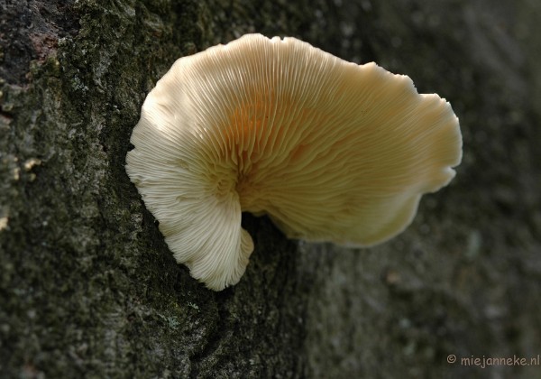 Paddestoelen op de Veluwe 1