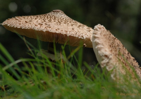 Paddestoelen op de Veluwe 2