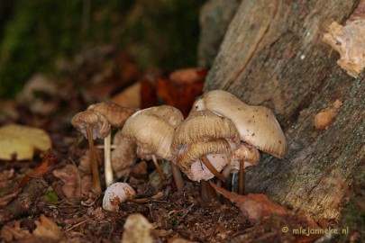 DSC_0247 Hubertusbossen Heeze