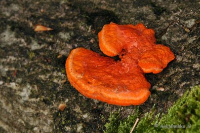 DSC_0284 Hubertusbossen Heeze