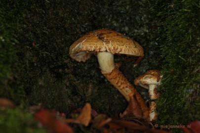 DSC_0358 Hubertusbossen Heeze