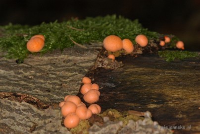 DSC_0408 Hubertusbossen Heeze