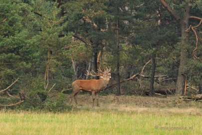 DSC_1687 Brons Veluwe