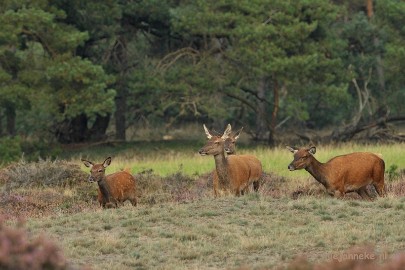 DSC_1712 Brons Veluwe