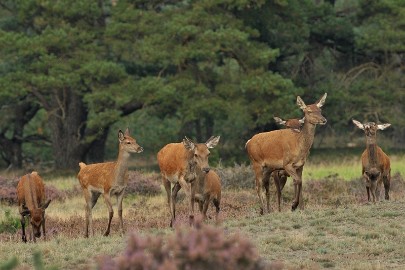 DSC_1714 Brons Veluwe