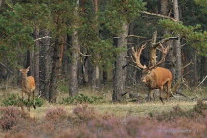 DSC_1729 Brons Veluwe